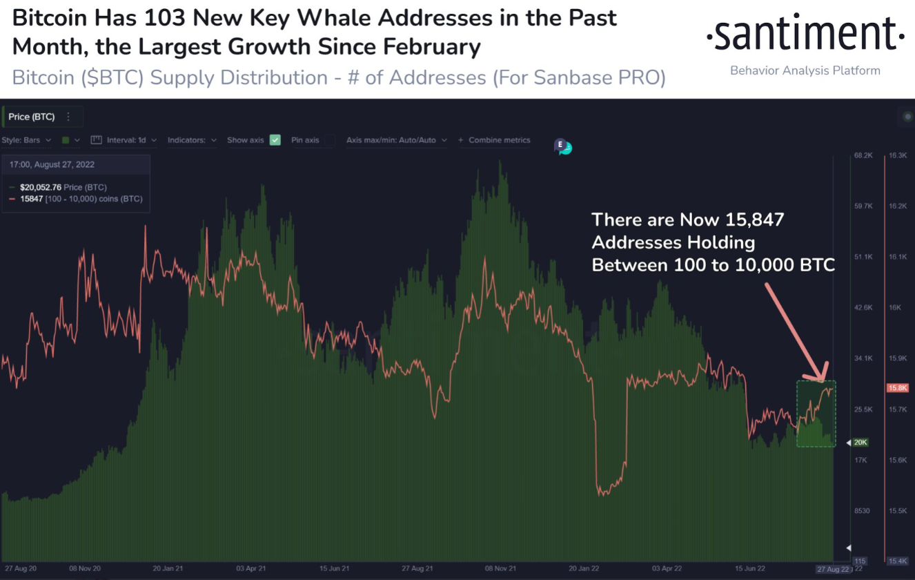 As <a href="https://twitter.com/hashtag/Bitcoin?src=hashtag_click">#Bitcoin</a> has danced around $20,000 this weekend, a positive sign is the growth in the amount of key whale addresses. There's a correlation between <a href="https://twitter.com/search?q=%24BTC&amp;src=cashtag_click">$BTC</a>'s price &amp; the amount of addresses holding 100 to 10k <a href="https://twitter.com/search?q=%24BTC&amp;src=cashtag_click">$BTC</a>, and they're up 103 in the past 30 days.
